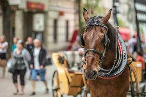 marrón caballo tracción un entrenador soportes en un calle ocupado con turistas durante verano temporada foto