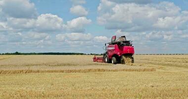 modern heavy harvesters remove the ripe wheat bread in field. Seasonal agricultural work video