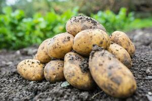 Fresh potatoes which are free lying on the soil. photo