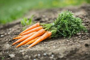 Bunch of fresh carrots freely lying on soil in garden photo