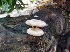 White mushrooms on a tree photo