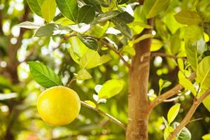 a lemon tree with a lemon on it photo