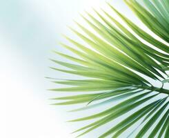 Palm leaf natural background photo