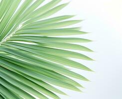 Palm leaf natural background photo