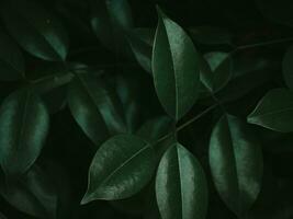 Moody green Foliage of Glossy Privet. photo