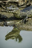 ancho hocico caimán, caimán latirostris bebé, pantanal, mato asqueroso, Brasil. foto