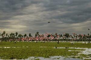 Maguari Stork  Ciconia maguari  and roseate spoonbill, in wetland environment, La Estrella Marsh, Formosa Province, Argentina. photo