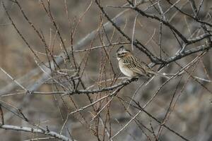 Rufous collared Sparrow,in Caldn forest environment, Patagonia, Argentina photo