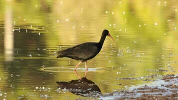 Animal Bare faced Ibis video