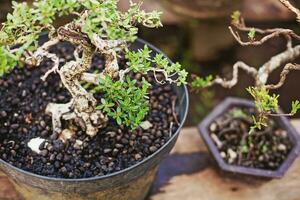 potted bonsai plants photo