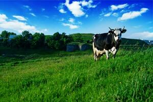 un vaca en pie en un campo con un colina en el antecedentes foto