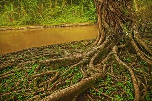 a tree with roots growing out of the ground near a river photo