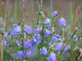 pequeño campana conformado azul flores creciente entre el césped. foto