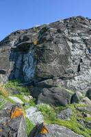 On the Brunlanes coast, ravaged by wind and waves, small plants defy the salt air and cling to lava stone. photo