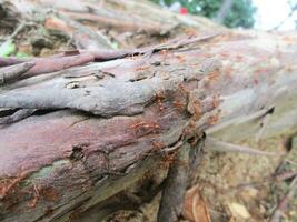 Ant Colony under a big tree photo