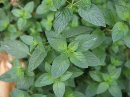 peppermint plant scient. name Mentha piperita photo
