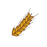 Vector hand drawn wheat on white background