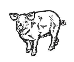 Vector illustration of a young pig in graphic style, hand drawn illustration