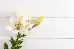 A delicate branch of a white lily on a wooden white table. Top view. A copy of the space. postcard. poster. invitation. layout for design. photo