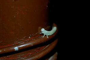 pequeño insecto verde oruga en un metal marrón antecedentes en de cerca foto