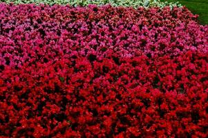 colorful background with flowers growing on a summer day in the garden photo