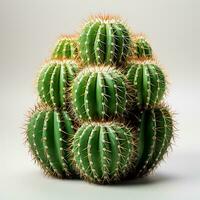 Cactus fruit green color white background photo