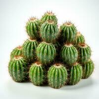 Cactus fruit green color white background photo