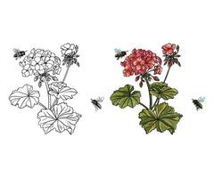 geranium with bee botanical vector illustration