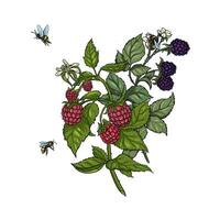 botánico mano dibujo mora-frambuesa vector ilustración con abeja