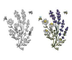 lavender with bee botanical vector illustration