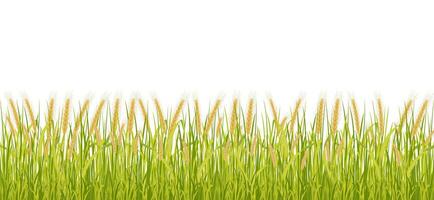 Wheat field seamless border. Vector background of high growth of cereal crops.