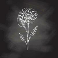 Hand drawn sunflower sketch on chalkboard background. Monochrome flower doodle. Black and white vintage element. Vector sketch. Detailed retro style.