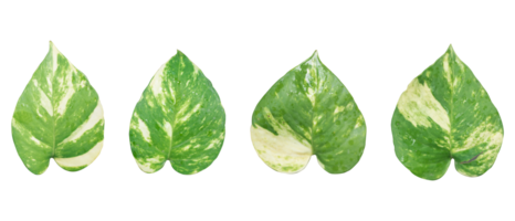 ensemble de vert feuilles isolé, argent plante isolé sur transparent arrière-plan, cœur en forme de vert feuilles png