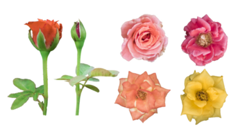 Sammlung von vier Farbe schön Rosa Rosen und Knospen Über ein transparent Hintergrund, png