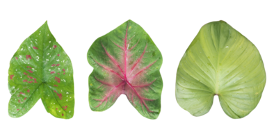 Caladium Blätter isoliert, kachu Blätter isoliert, Philodendron Grün Blätter isoliert, Grün Blätter png