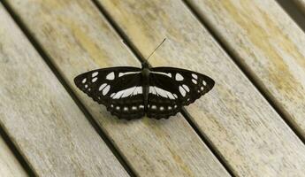 Close-up butterfly is a real beauty in nature. photo