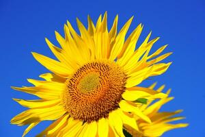 Sunflower, Blossom, Bloom image photo