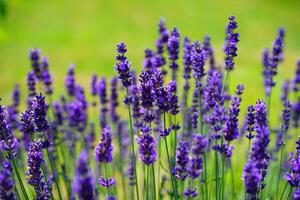 Lavender, Flowers, Plants image photo