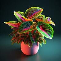 bright color ornamental plants in the pot photo