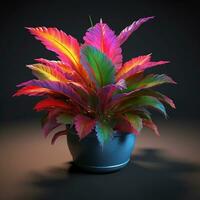 bright color ornamental plants in the pot photo