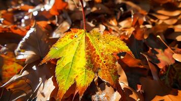 Autumn leaf falling revealing intricate leaf vein photo