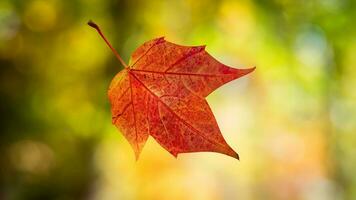 Autumn leaf falling revealing intricate leaf vein photo