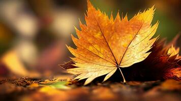 Autumn leaf falling revealing intricate leaf vein photo