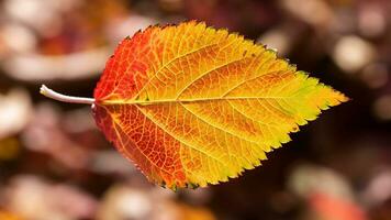 Autumn leaf falling revealing intricate leaf vein photo