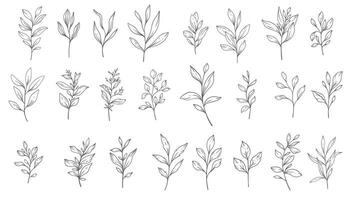 Greenery Line Art, Fine Line Leaves  Hand Drawn Illustration. Botanical Coloring Page. Outline Leaves Isolated on White vector