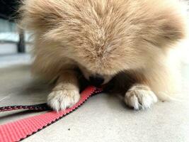 Little fluffy dog. Little dog going to walk. Pomeranian Spitz lies on floor at home and looks at his red leash. Dog wants to go for walk. Walking with pet. Decorative dog peach color. photo