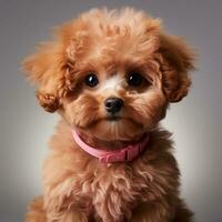 Cute poodle dog photo