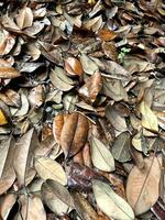 Magnolia leaves on ground in autumn forest. Natural abstract background for your design. Fallen foliage. Yellow, orange, green and brown october autumn leaves. Outside. Copy space. photo