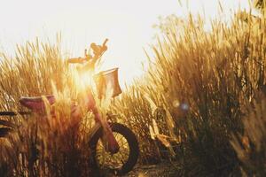 bicicleta con césped flores en luz de sol noche tiempo, foto