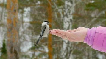 pájaro titmouse en la mano de las mujeres come semillas, invierno, cámara lenta video